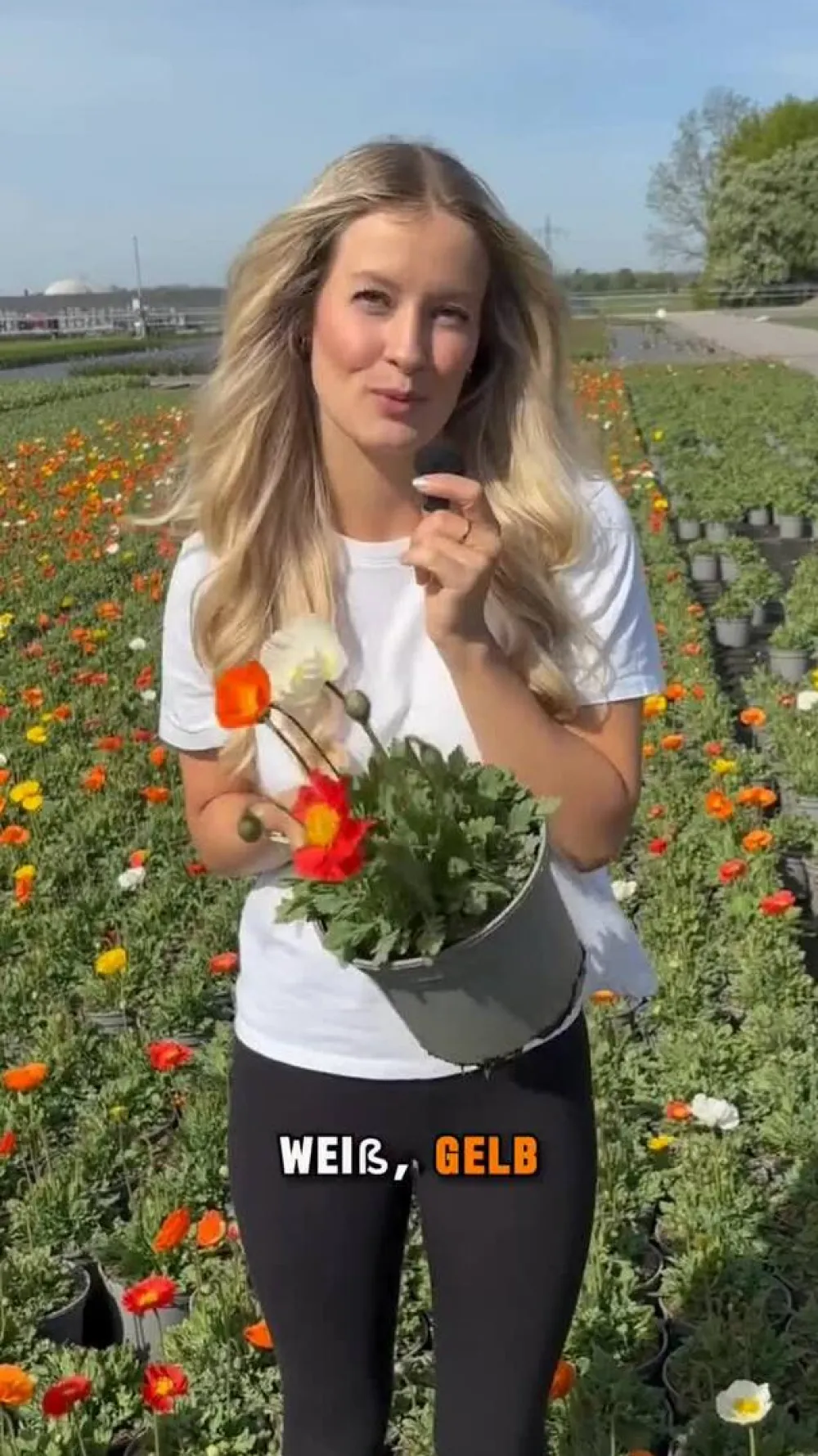 Dehner Bio Steingartenstauden|Bio Stauden > Bio Island-Mohn