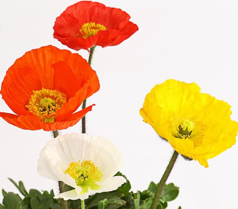 Dehner Bio Steingartenstauden|Bio Stauden > Bio Island-Mohn