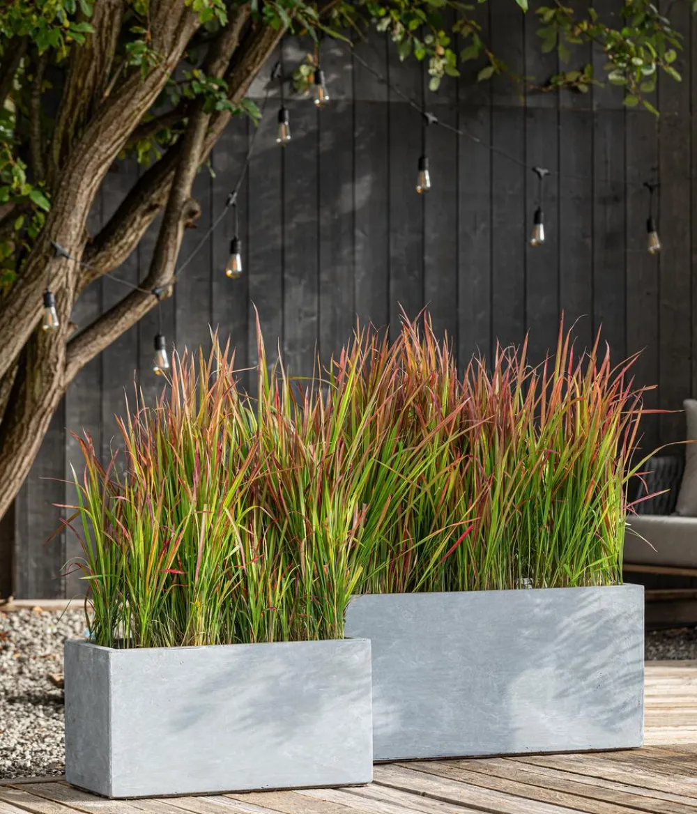Dehner Bio Bio Japanisches Blutgras 'Red Baron' Sale