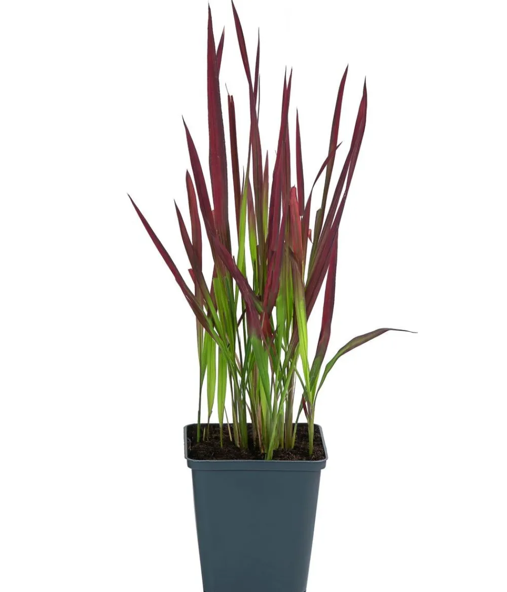 Dehner Bio Bio Japanisches Blutgras 'Red Baron' Sale