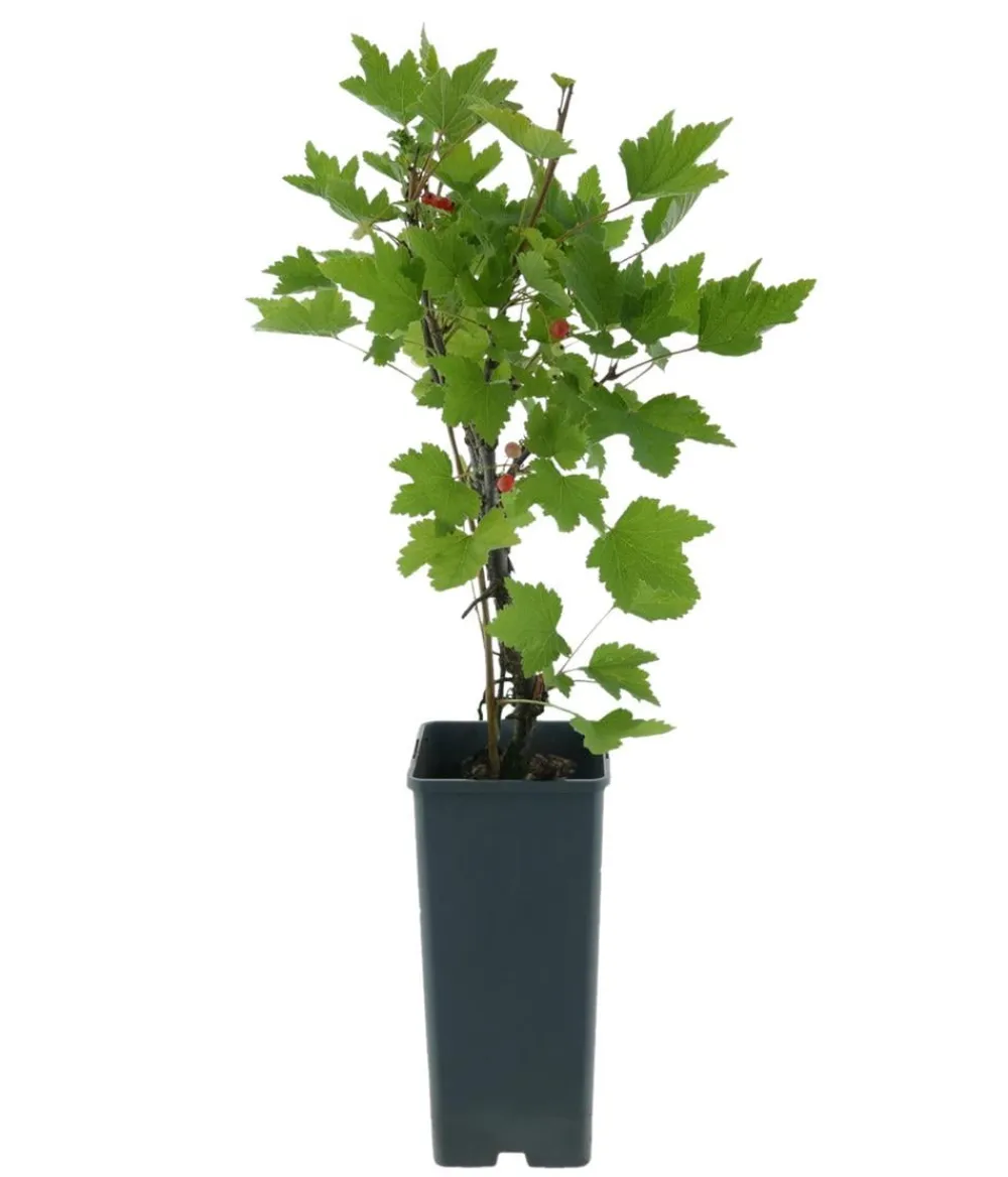 Dehner Bio Bio Johannisbeere 'Rovada' Rot Clearance