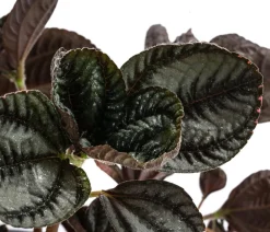 Bioland Grünpflanzen|Bio-Zimmerpflanzen - Bio Kanonierblume - Pilea involucrata 'Friendship'