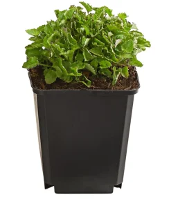 Dehner Bio Steingartenstauden|Bio Stauden > Bio Karpaten-Glockenblume, blau