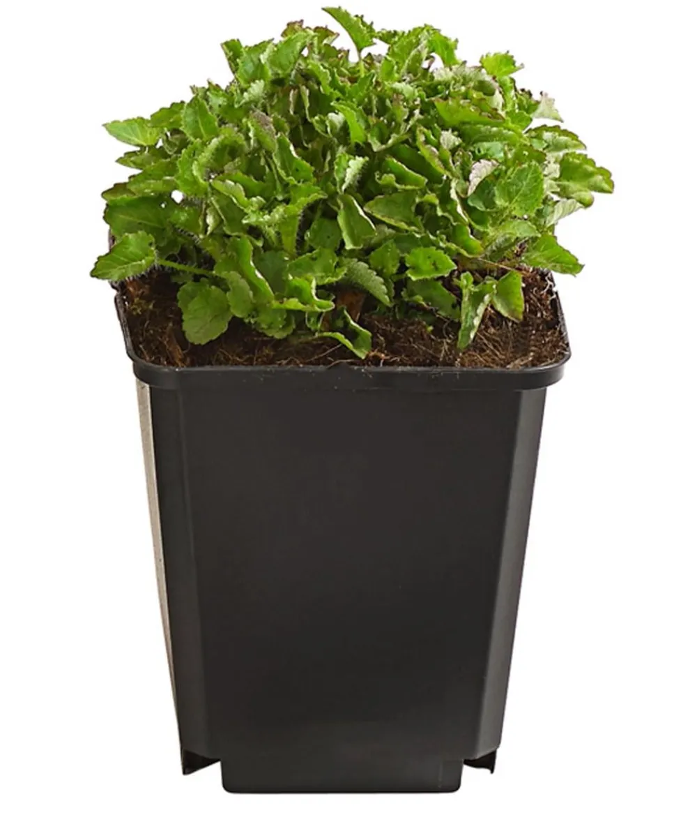 Dehner Bio Steingartenstauden|Bio Stauden > Bio Karpaten-Glockenblume, blau