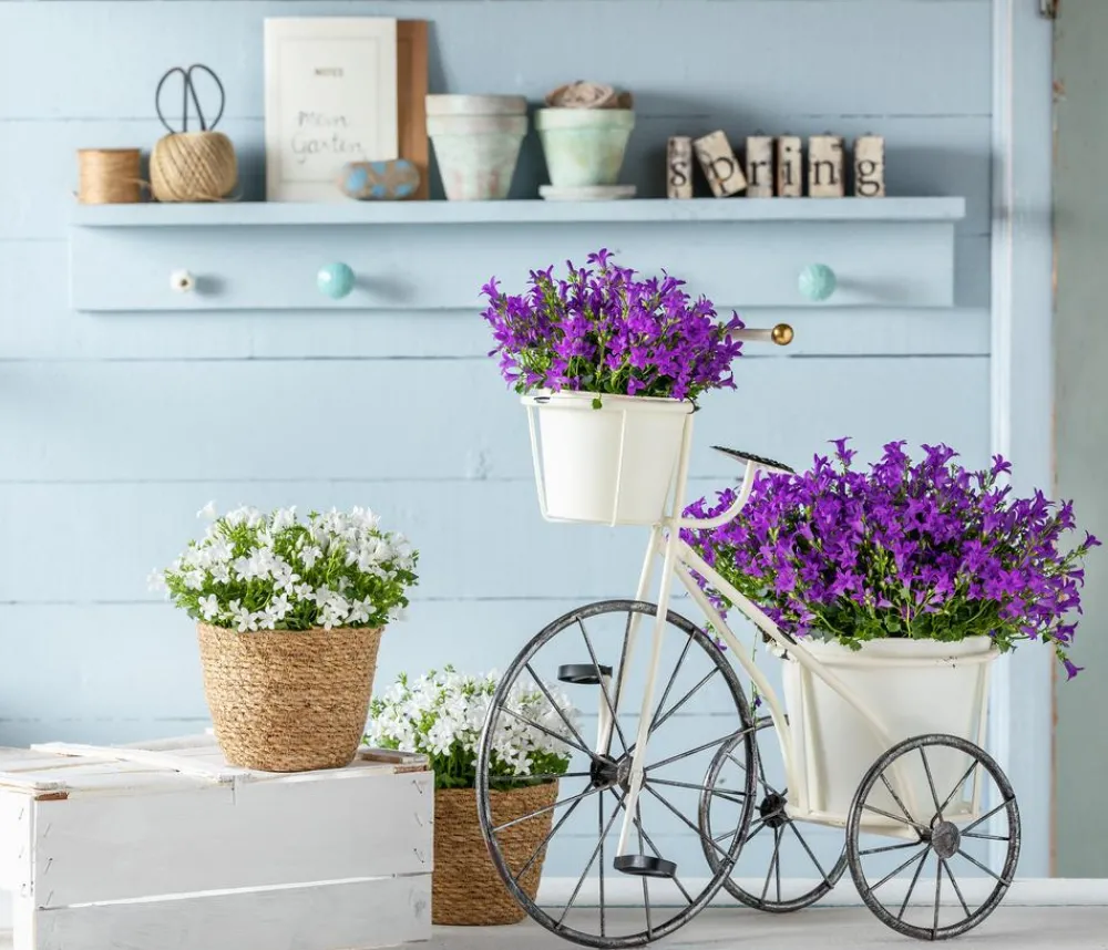 Dehner Bio Steingartenstauden|Bio Stauden > Bio Karpaten-Glockenblume, blau