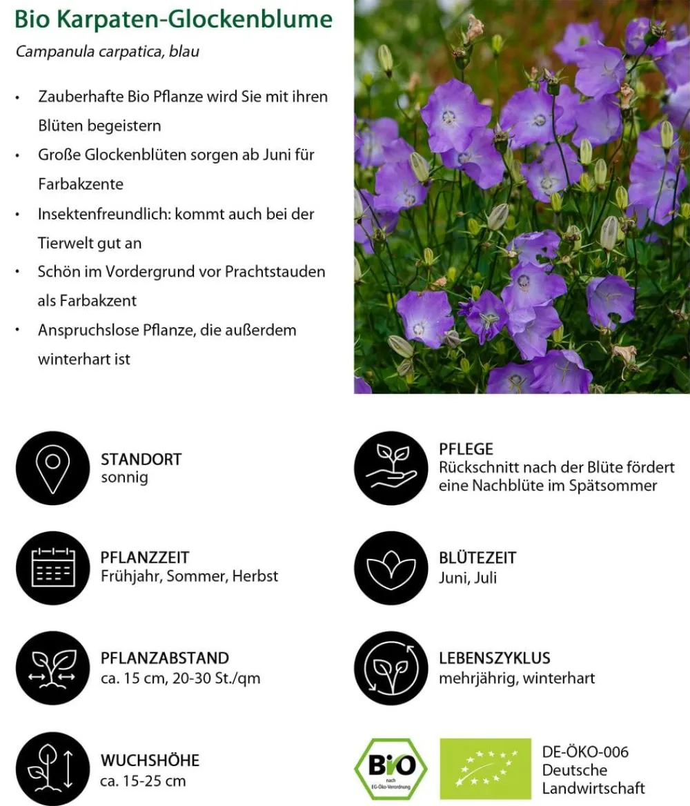 Dehner Bio Steingartenstauden|Bio Stauden > Bio Karpaten-Glockenblume, blau