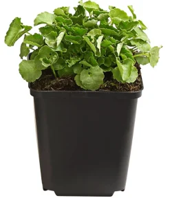 Dehner Bio Steingartenstauden|Bio Stauden - Bio Karpaten-Glockenblume, Weiß