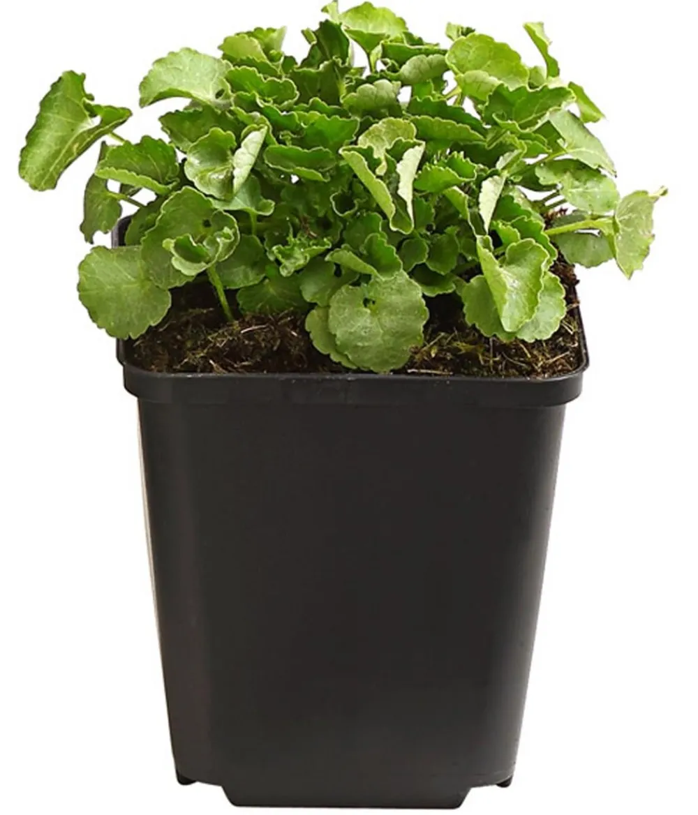 Dehner Bio Steingartenstauden|Bio Stauden - Bio Karpaten-Glockenblume, Weiß