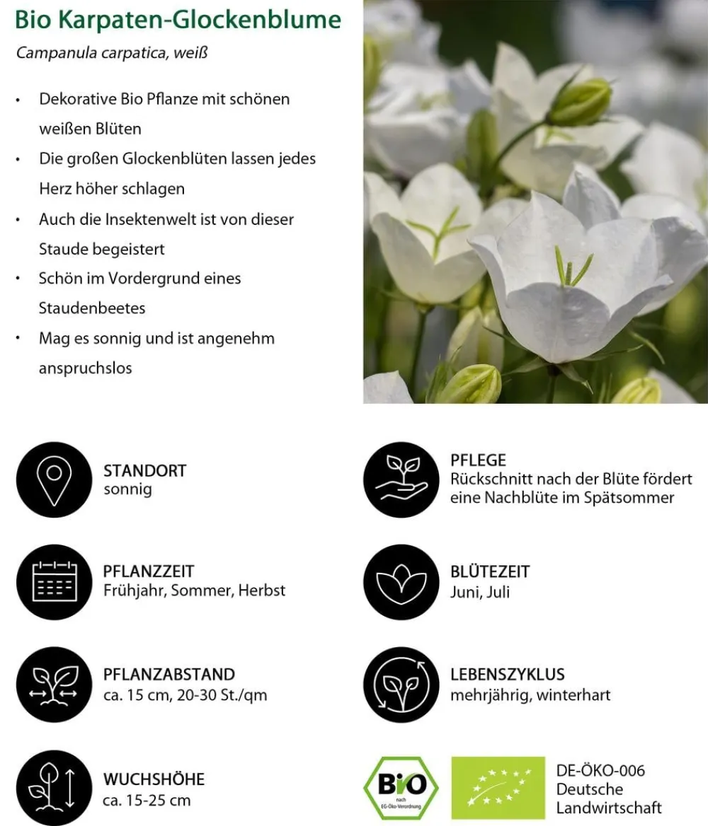 Dehner Bio Steingartenstauden|Bio Stauden - Bio Karpaten-Glockenblume, Weiß