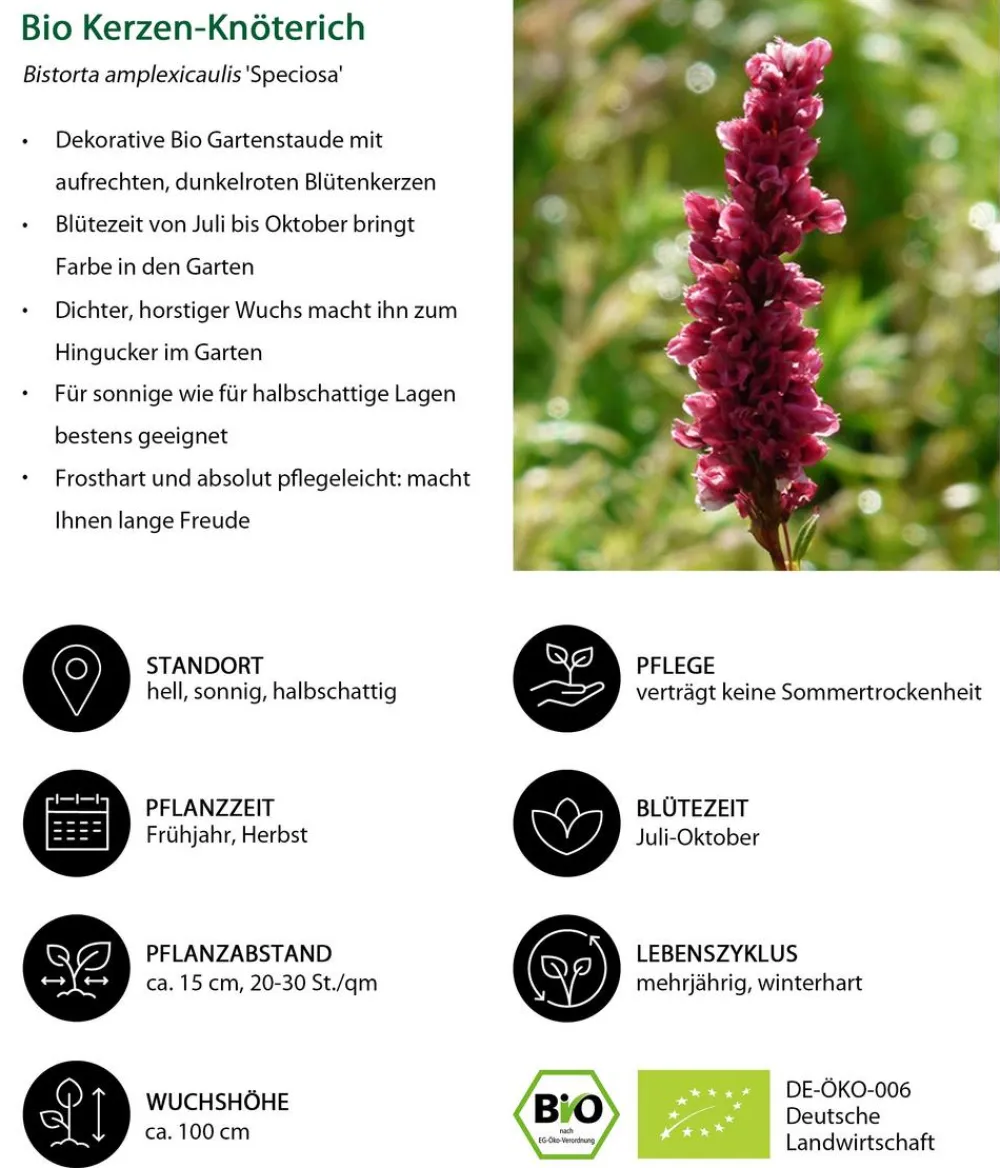 Dehner Bio Bio Kerzen-Wiesenknöterich 'Speciosa' Dunkelrot New