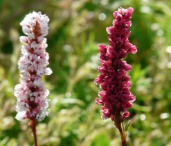 Dehner Bio Bio Kerzen-Wiesenknöterich 'Speciosa' Dunkelrot New