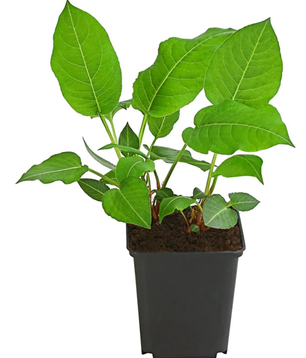 Dehner Bio Bio Kerzen-Wiesenknöterich 'Speciosa' Dunkelrot New