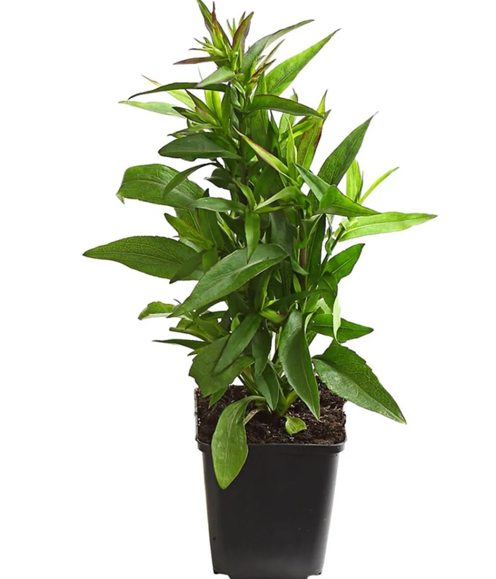 Dehner Bio Steingartenstauden|Bio Stauden - Bio Kissen-Aster 'Jenny' Pink