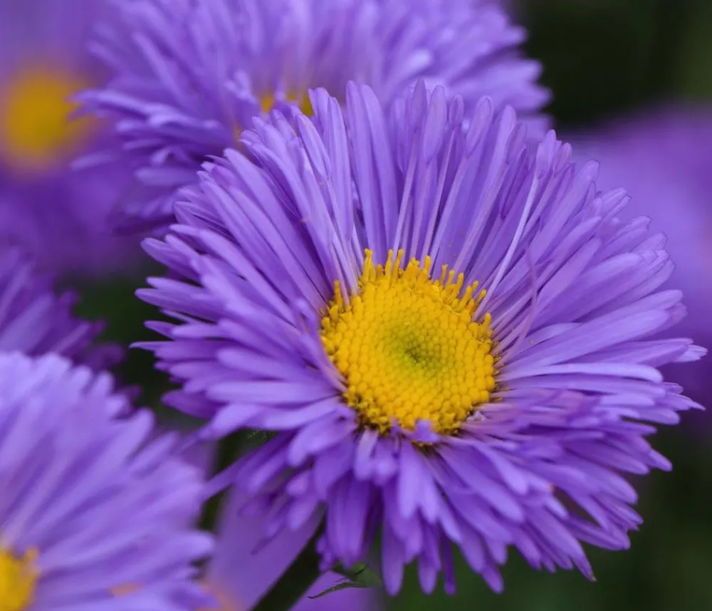 Dehner Bio Steingartenstauden|Bio Stauden - Bio Kissen-Aster 'Prof. Anton Kippenberg' Lavendel