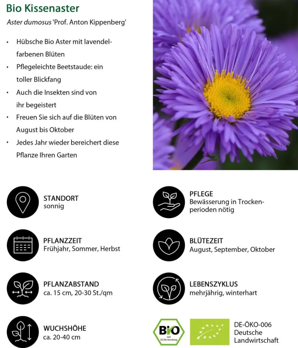 Dehner Bio Steingartenstauden|Bio Stauden - Bio Kissen-Aster 'Prof. Anton Kippenberg' Lavendel