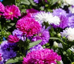 Dehner Bio Steingartenstauden|Bio Stauden - Bio Kissen-Aster 'Prof. Anton Kippenberg' Lavendel