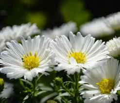 Dehner Bio Steingartenstauden|Bio Stauden - Bio Kissen-Aster 'Schneekissen' Weiß