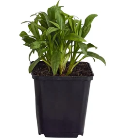 Dehner Bio Steingartenstauden|Bio Stauden - Bio Kissen-Aster 'Schneekissen' Weiß