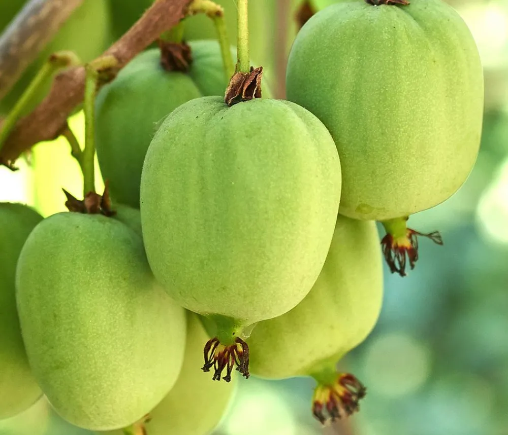 Dehner Bio Bio Kiwi 'Issai' Grün Sale