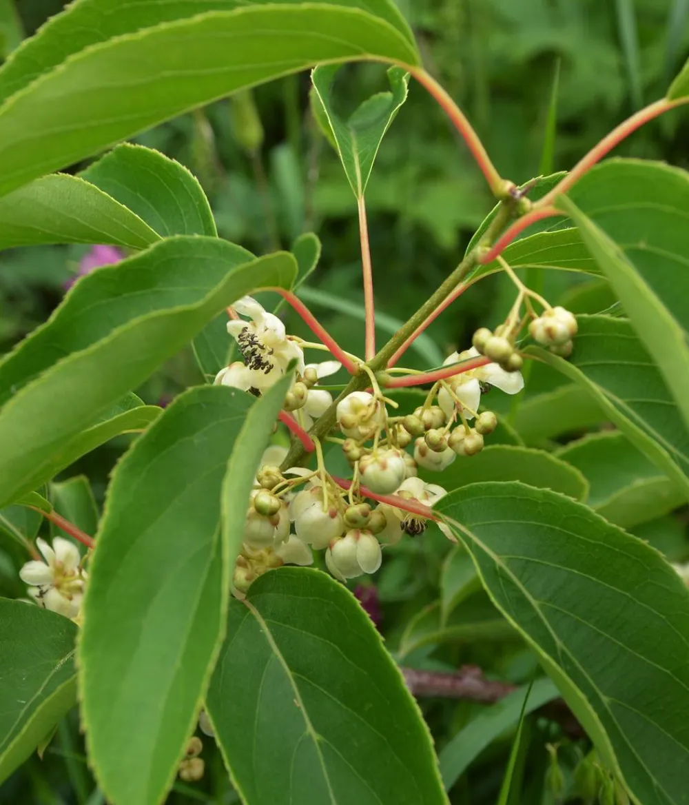 Dehner Bio Bio Kiwi 'Issai' Grün Sale