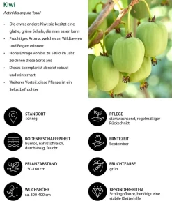 Dehner Bio Bio Kiwi 'Issai' Grün Sale
