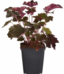 Dehner Bio Bio Kleinblütiges Purpurglöckchen 'Palace Purple' Dunkelrot Hot