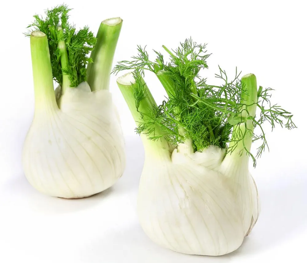 Dehner Bio Bio Knollenfenchel, 6er Schale Grün