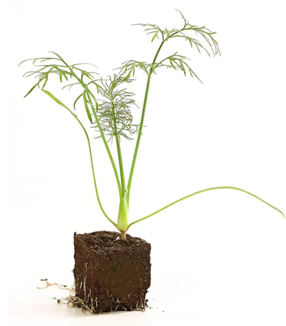 Dehner Bio Bio Knollenfenchel, 6er Schale Grün