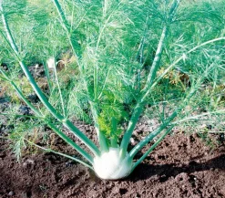 Dehner Bio Bio Knollenfenchel, 6er Schale Grün