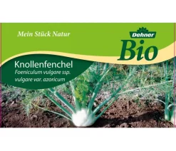 Dehner Bio Bio Knollenfenchel, 6er Schale Grün