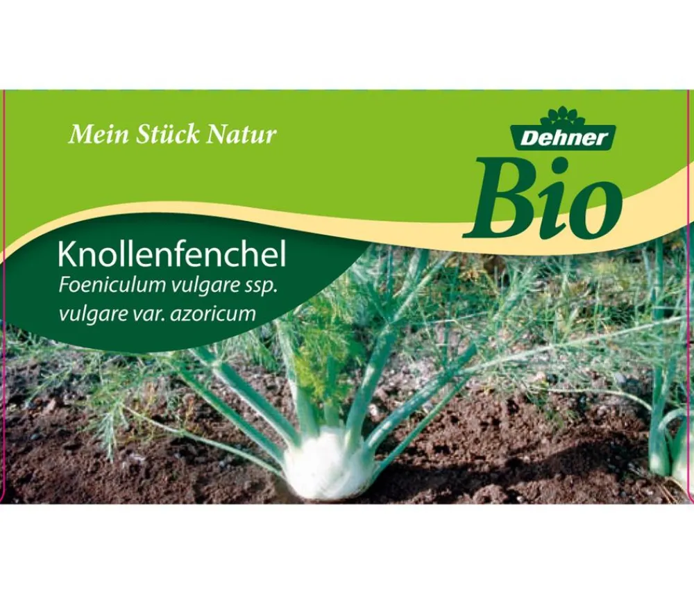Dehner Bio Bio Knollenfenchel, 6er Schale Grün