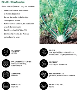 Dehner Bio Bio Knollenfenchel, 6er Schale Grün