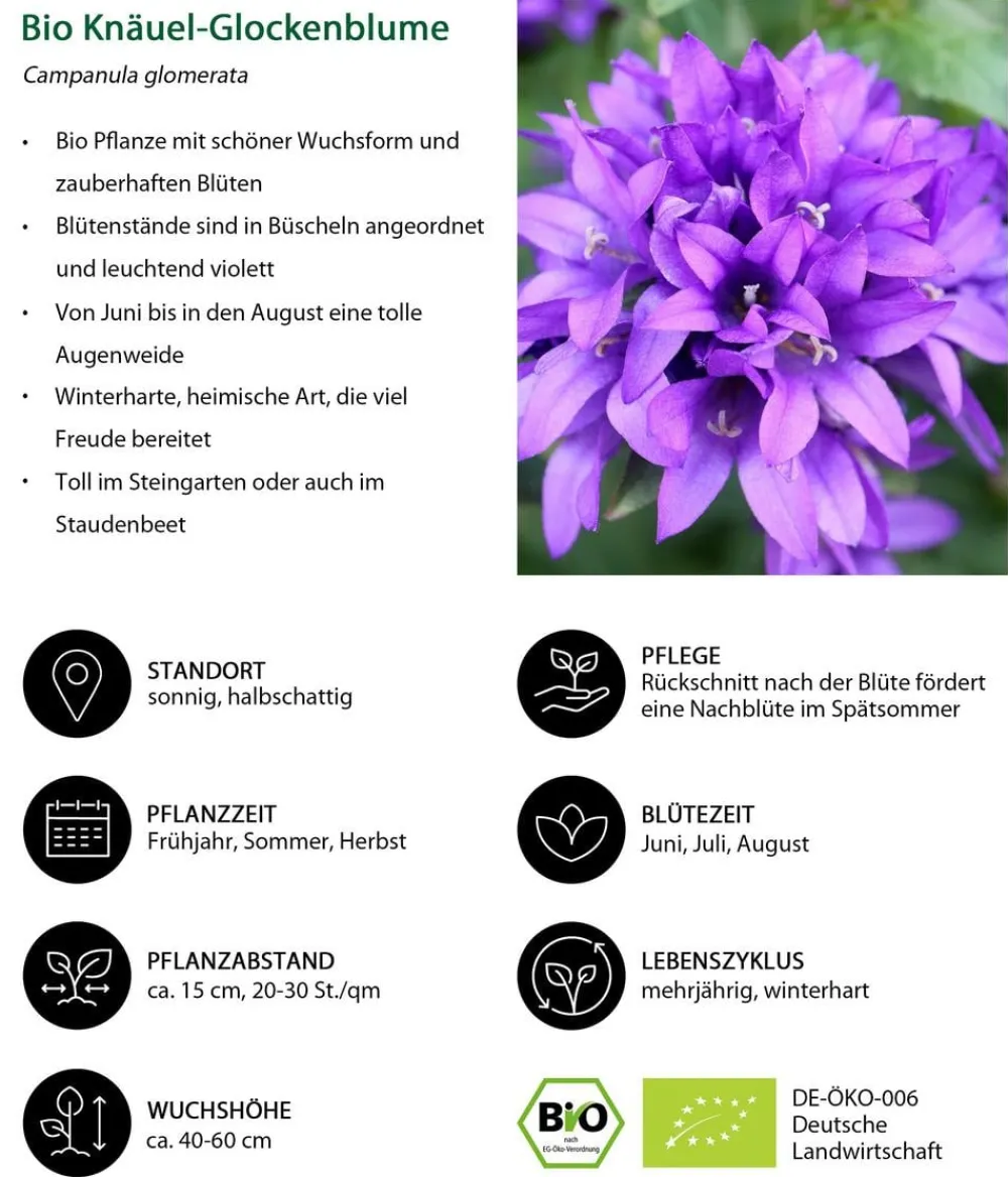 Dehner Bio Sommerstauden|Glockenblumen > Bio Knäuel-Glockenblume