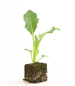 Dehner Bio Gartengemüse|Bio-Gemüsepflanzen > Bio Kohlrabi weiß, 6er Schale