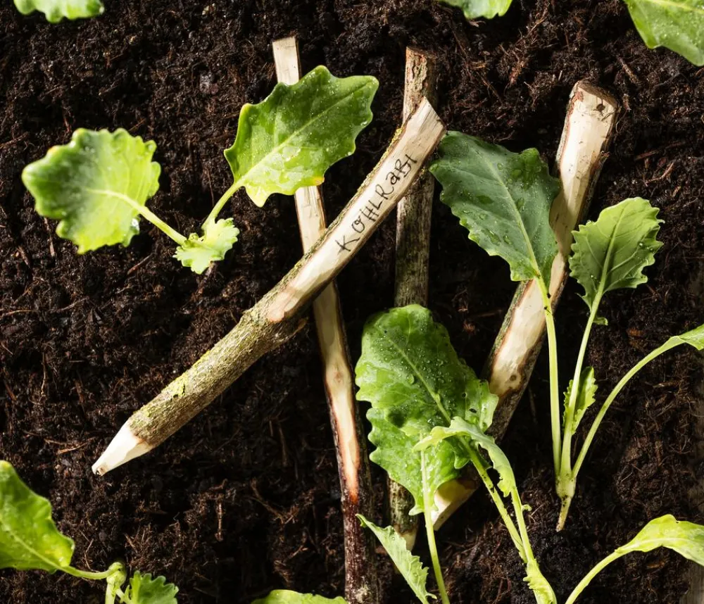 Dehner Bio Gartengemüse|Bio-Gemüsepflanzen > Bio Kohlrabi weiß, 6er Schale