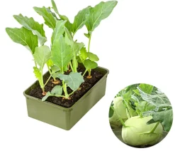 Dehner Bio Gartengemüse|Bio-Gemüsepflanzen > Bio Kohlrabi weiß, 6er Schale