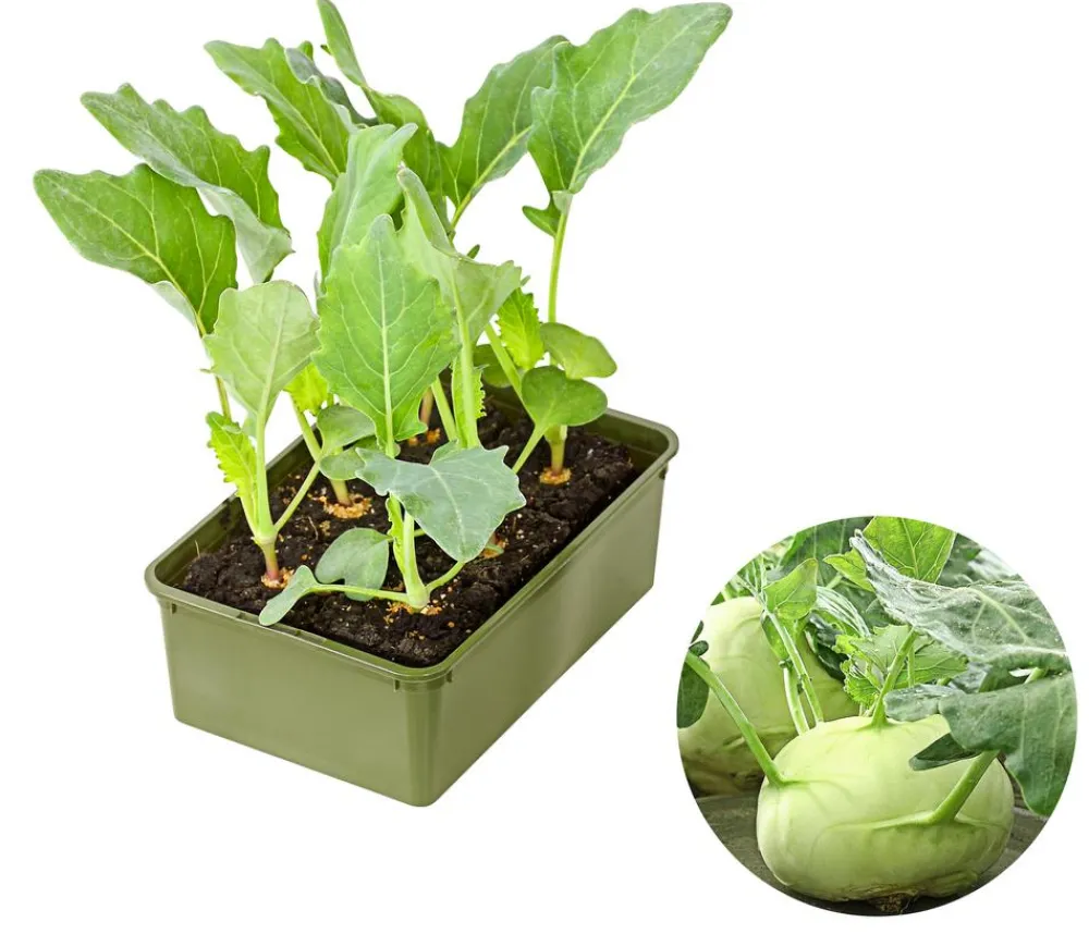 Dehner Bio Gartengemüse|Bio-Gemüsepflanzen > Bio Kohlrabi weiß, 6er Schale