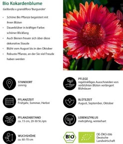 Dehner Bio Sommerstauden|Bio Stauden - Bio Kokardenblume 'Burgunder' Dunkelrot