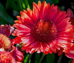 Dehner Bio Sommerstauden|Bio Stauden - Bio Kokardenblume 'Burgunder' Dunkelrot