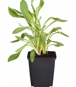 Dehner Bio Sommerstauden|Bio Stauden > Bio Kokardenblume 'Kobold'