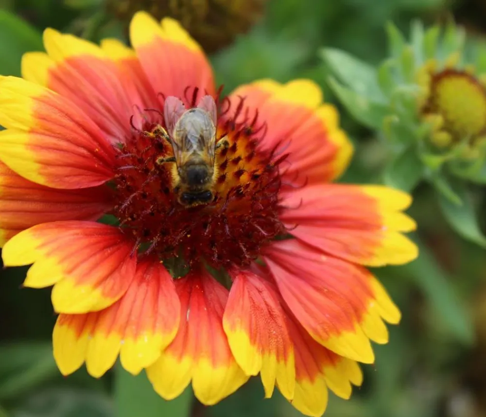 Dehner Bio Sommerstauden|Bio Stauden > Bio Kokardenblume 'Kobold'