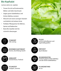 Dehner Bio Bio Kopfsalat, lausresistent, 6er Schale Grün Outlet