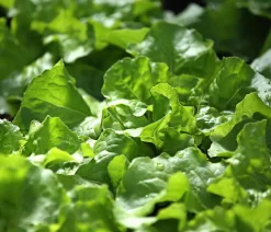 Dehner Bio Bio Kopfsalat, lausresistent, 6er Schale Grün Outlet