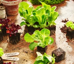 Dehner Bio Bio Kopfsalat, lausresistent, 6er Schale Grün Outlet