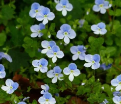 Dehner Bio Bodendecker & Efeu|Bio Stauden - Bio Kriechender Ehrenpreis Blau