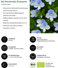 Dehner Bio Bodendecker & Efeu|Bio Stauden - Bio Kriechender Ehrenpreis Blau