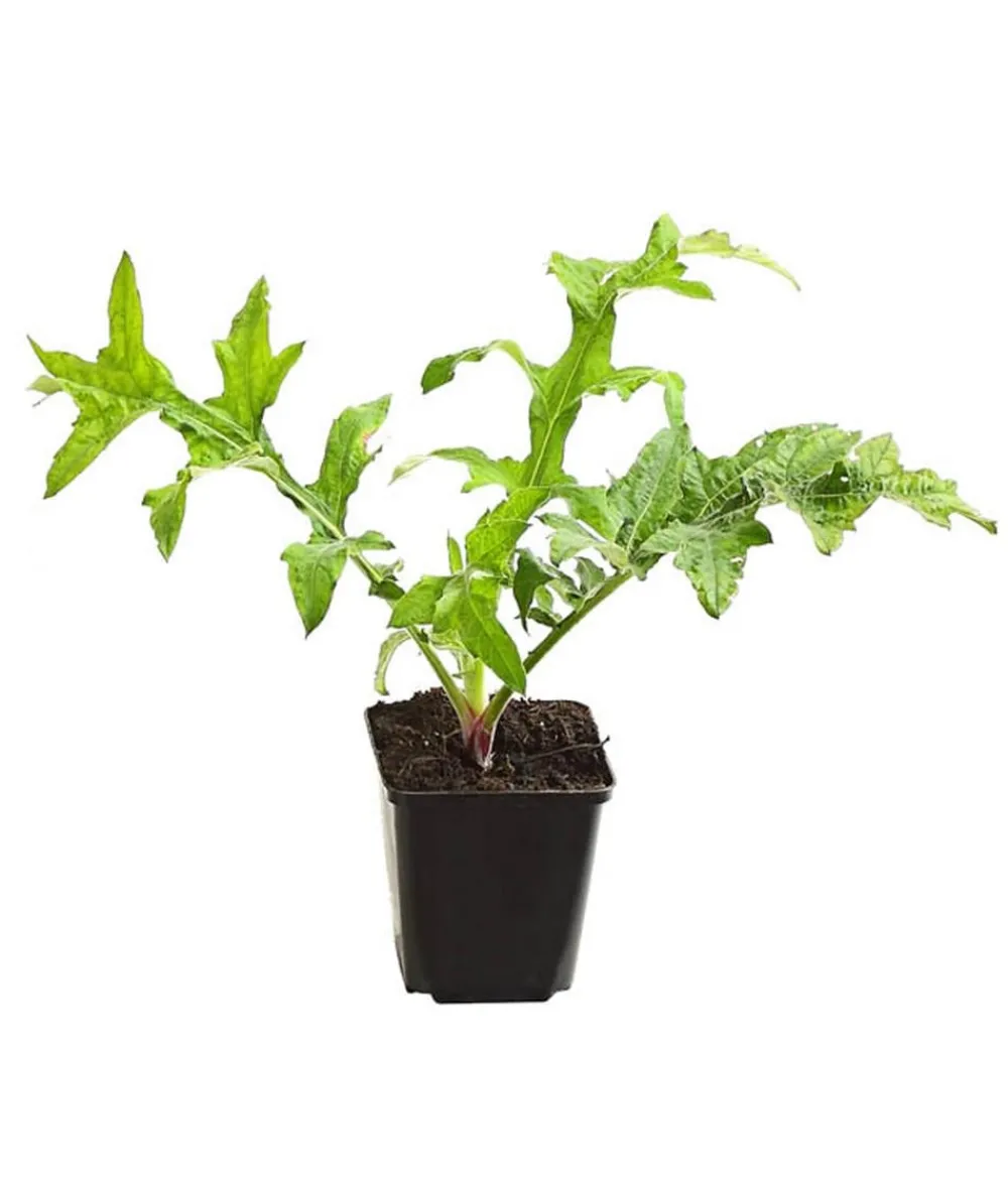 Dehner Bio Steingartenstauden|Bio Stauden > Bio Kugeldistel