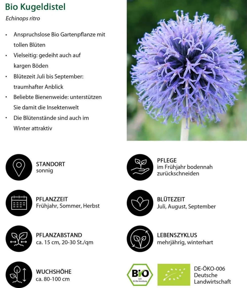 Dehner Bio Steingartenstauden|Bio Stauden > Bio Kugeldistel