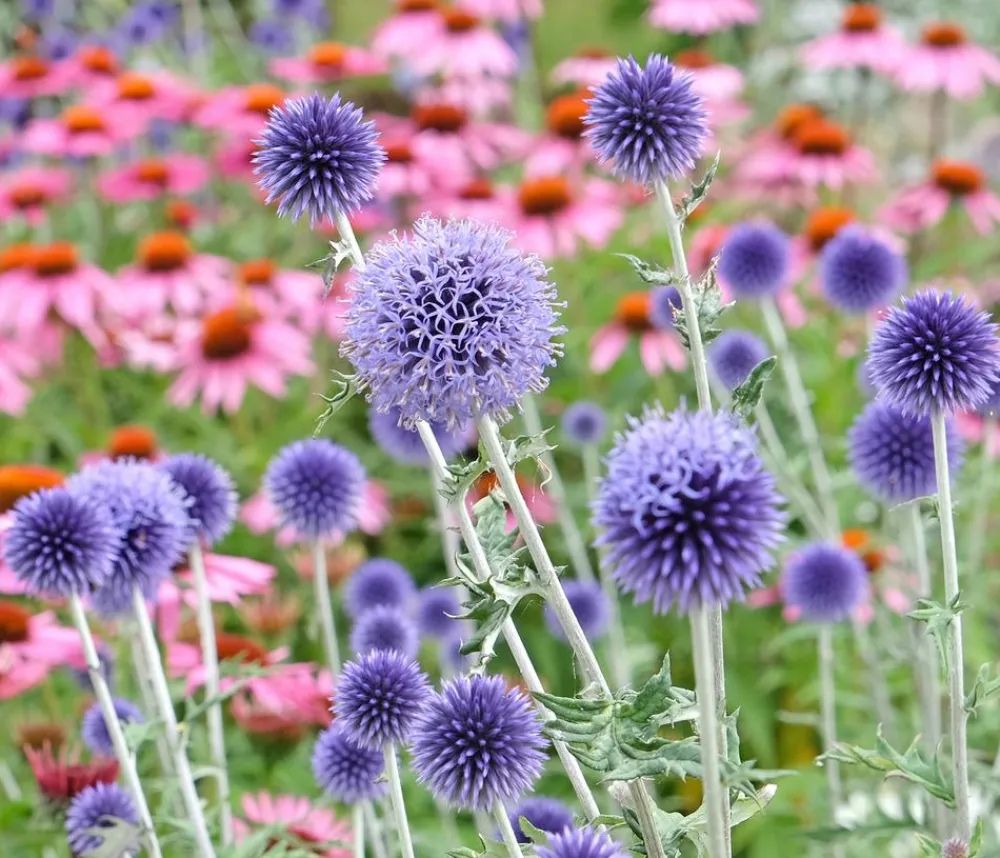 Dehner Bio Steingartenstauden|Bio Stauden > Bio Kugeldistel