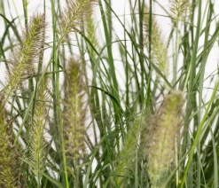 Dehner Bio Gräser|Bio Stauden - Bio Lampenputzergras 'Hameln'